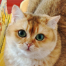 kinako